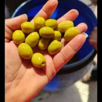 انواع زیتون شمال