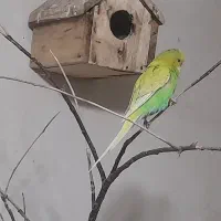 عروس هلندی و مرغ عشق|پرنده|پیرانشهر, |دیوار