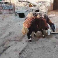میش و بره