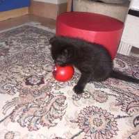 گربه اسکاتیش خاکستری رنگ ماده، با3 بچه گربه|گربه|تهران, آذری|دیوار