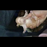 واگذاری توله اشپیتز|سگ|تهران, پارک شهر|دیوار