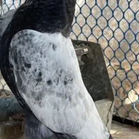 کبوتر|پرنده|ساری, |دیوار