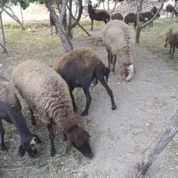 فروش فوری گوسفند میش فشندی افشاری|حیوانات مزرعه|هشتگرد, تهران دشت|دیوار