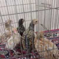 جوجه سیبرایت|حیوانات مزرعه|کردکوی, |دیوار