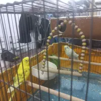 مرغ عشق|پرنده|قم, شهرک مهدیه (مدرس)|دیوار