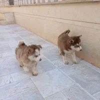 هاسکی گلد بسیار درجه یک