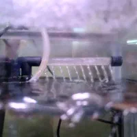 اکواریوم دلسا|ماهی|شیراز, لشکری|دیوار