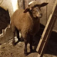 بره نر .گوسفند