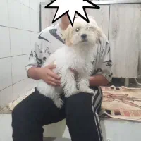 شیتزو تریر|سگ|تهران, زنجان جنوبی|دیوار