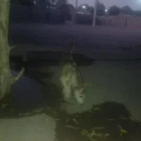 سگ هاسکی