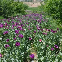 فروش باغ ویلا|فروش خانه و ویلا|نورآباد, |دیوار