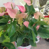 کارگر ساده اقا