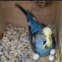 مرغ عشق انگلیسی رینبو|پرنده|مشهد, شهرک امام هادی (شهرک غرب)|دیوار