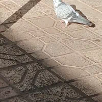 فرش طرح کبوتر