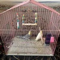 یک جفت عروس هلندی