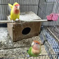 جفت کوتوله برزیلی