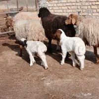 میش زاییده بره نر|حیوانات مزرعه|کاشمر, |دیوار