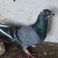 نر پلاکی|پرنده|فاضل آباد, |دیوار