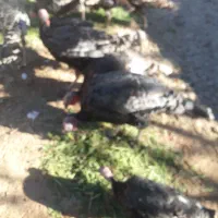 فروش بوقلمون ۱۲ عدد|حیوانات مزرعه|یاسوج, |دیوار