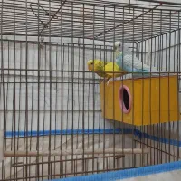 فنچ و مرغ عشق|پرنده|کازرون, |دیوار