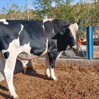 گوساله جوانه