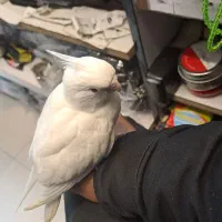 طوطی عروس هلندی البینو|پرنده|بندرعباس, |دیوار