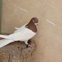 جفت روسر آبی و قرمز