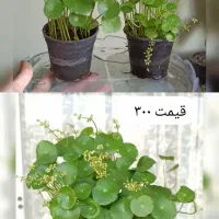 گیاه های کمیاب و گلدان‌های هنری دست‌ساز|گل و گیاه طبیعی|کرج, برغان|دیوار