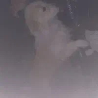 سگ پا کوتاه میکس