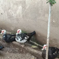 اردک اسرائیلی ماده|حیوانات مزرعه|آستانه اشرفیه, |دیوار