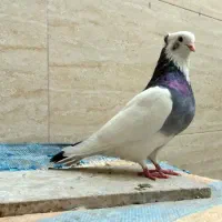 کفتر پرشی. اصیل