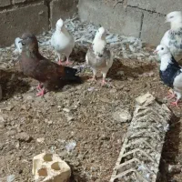 طوقی هفت رنگ همه خال دار