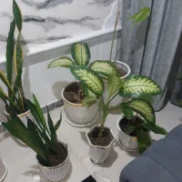 گل باگلدان سرامیکی