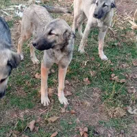 توله سگ ۷ماه|سگ|باروق, |دیوار