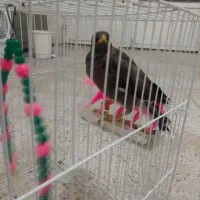 جوجه مینا