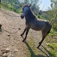 اسب نر بالغ|اسب و تجهیزات اسبسواری|سنگر, |دیوار