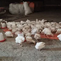 جوجه گوشتی