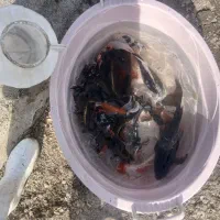 ماهی کوی|ماهی|مشهد, میان ولایت|دیوار