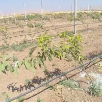 هرس تربیتی و باردهی درختان میوه|خدمات باغبانی و درختکاری|پیرانشهر, |دیوار