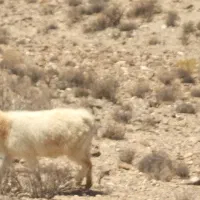 30عدد بز ابست 30روز دیگه میزاین|حیوانات مزرعه|کرمان, |دیوار