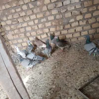 کفتر پلاکی|پرنده|یزد, |دیوار