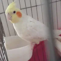 عروس هلندی سفید سخنگو|پرنده|تهران, شهرک آزمایش|دیوار