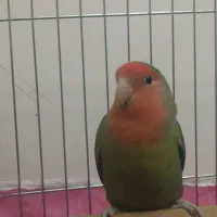 طوطی برزیلی سبز جفت گیر نر