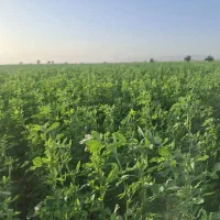 پنج هکتار یونجه خرمن کوب مخصوص دام سبک