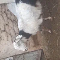 فروش بز زایده وابستن مناسب