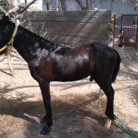 کره اسب کورسی|اسب و تجهیزات اسبسواری|بند زرک, |دیوار