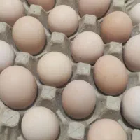 تخ مرغ محلی