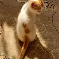 گربه.|گربه|اراک, |دیوار