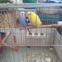 مرغ عشق|پرنده|کرج, حاجی آباد|دیوار