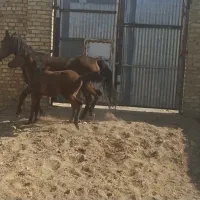 مادیون کرد با کره|اسب و تجهیزات اسب‌سواری|نظرآباد, نجم آباد|دیوار